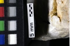 Foto (Detailansicht) von Goniodromites bidentatus (Reuss, 1859) (NHMW-GEO-1990-0041-0070)